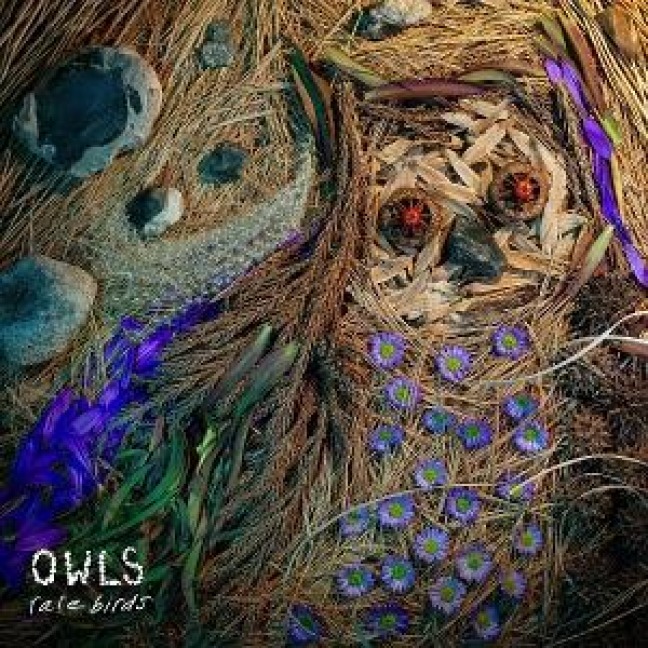 Rare Birds - Owls