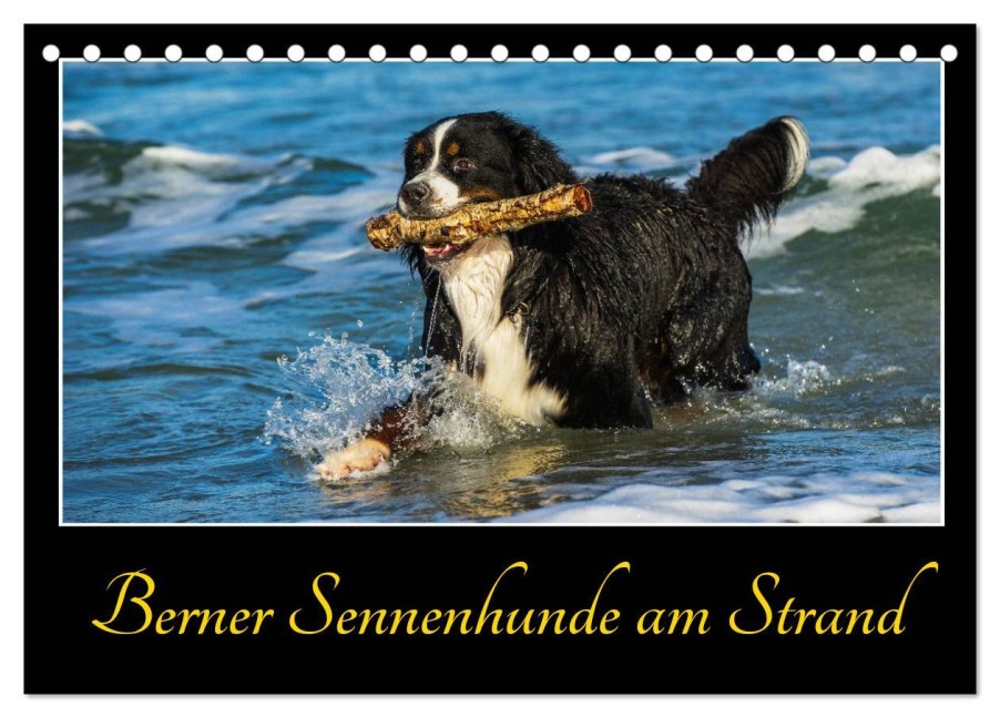 Berner Sennenhunde am Strand (Tischkalender 2026 DIN A5 quer), CALVENDO Monatskalender - Sigrid Starick