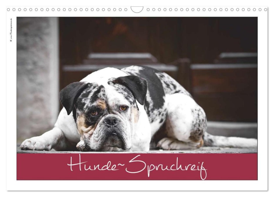 Hunde-Spruchreif (Wandkalender 2026 DIN A3 quer), CALVENDO Monatskalender - (C) Hundeimpressionen Anja Kiefer