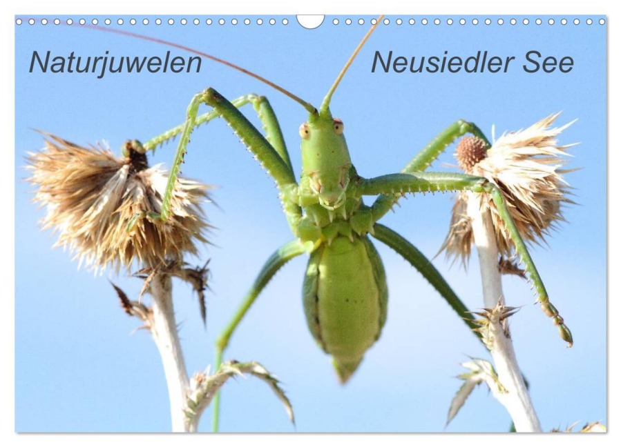 Naturjuwelen - Neusiedler See (Wandkalender 2025 DIN A3 quer), CALVENDO Monatskalender - Günter Bachmeier