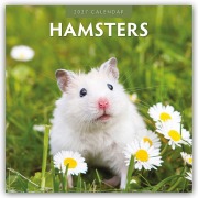 Cover-Bild zum Titel 'Hamsters - Hamster 2027 - 16-Monatskalender' von 'Robin Red'