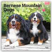 Cover-Bild zum Titel 'Bernese Mountain Dogs - Berner Sennenhund 2027 - 16-Monatskalender' von 'Browntrout Publishers'