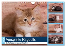 Cover-Bild zum Titel 'Verspielte Ragdolls -Sanfte Katzen in seidigem Haarkleid (Wandkalender 2026 DIN A4 quer), CALVENDO Monatskalender' von 'Fotodesign Verena Scholze'