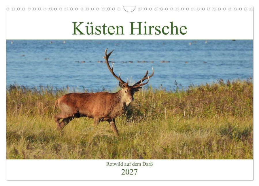 Küsten Hirsche - Rotwild auf dem Darß (Wandkalender 2027 DIN A3 quer), CALVENDO Monatskalender - René Schaack