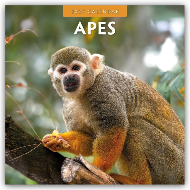 Apes - Affen 2027 - 16-Monatskalender - Robin Red
