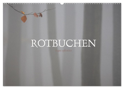 Rotbuchen (Wandkalender 2024 DIN A2 quer), CALVENDO Monatskalender - Ralf Weise