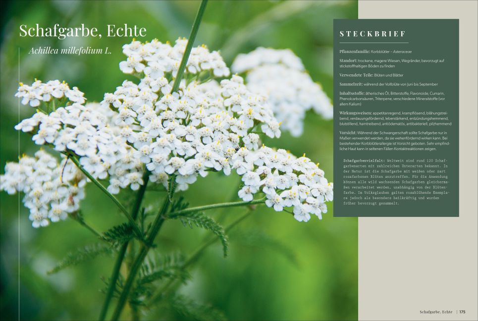 InsideView 6