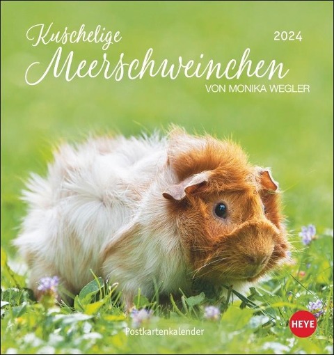 Kuschelige Meerschweinchen Postkartenkalender 2024 - Wegler Monika