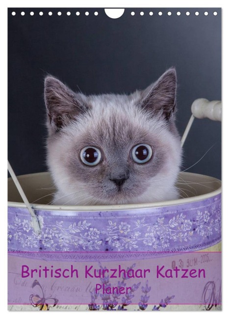 Britisch Kurzhaar Katzen - Planer (Wandkalender 2026 DIN A4 hoch), CALVENDO Monatskalender - Gabriela Wejat-Zaretzke