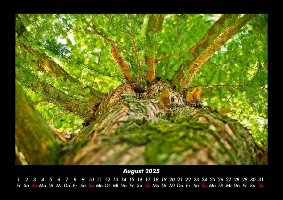 InsideView 12