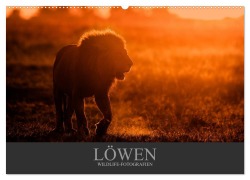 Löwen Wildlife-Fotografien (Wandkalender 2026 DIN A2 quer), CALVENDO Monatskalender - Christina Krutz