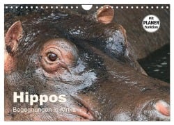 Cover-Bild zum Titel 'Hippos - Begegnungen in Afrika (Wandkalender 2026 DIN A4 quer), CALVENDO Monatskalender' von 'Michael Herzog'
