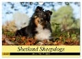 Shetland Sheepdogs - Sweet little charmers (Wall Calendar 2025 DIN A4 landscape), CALVENDO 12 Month Wall Calendar - Angela Muenzel-Hashish