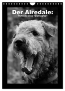 Cover-Bild zum Titel 'Der Airedale: Portraits eines "Dickkopfes" (Wandkalender 2026 DIN A4 hoch), CALVENDO Monatskalender' von 'Gaby Rottmann'