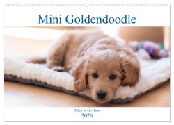 Cover-Bild zum Titel 'Mini Goldendoodle - Glück ist ein Hund (Wandkalender 2026 DIN A2 quer), CALVENDO Monatskalender' von 'Stephan Schulz'