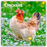 Chickens - Hühner 2026 - 16-Monatskalender - Browntrout Publishers