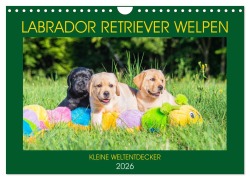 Cover-Bild zum Titel 'Labrador Retriever Welpen - Kleine Weltentdecker (Wandkalender 2026 DIN A4 quer), CALVENDO Monatskalender' von 'Sigrid Starick'