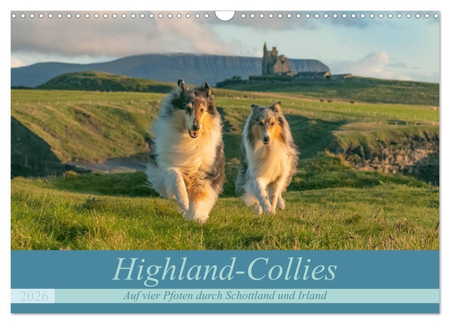 Highland-Collies - Auf vier Pfoten durch Schottland und Irland (Wandkalender 2026 DIN A3 quer), CALVENDO Monatskalender - Julia Elling