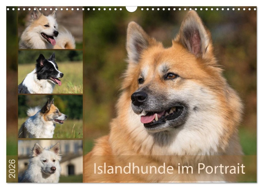Islandhunde im Portrait (Wandkalender 2026 DIN A3 quer), CALVENDO Monatskalender - Monika Scheurer