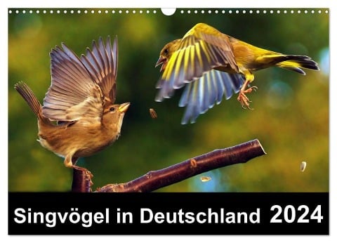 Singvögel in Deutschland (Wandkalender 2024 DIN A3 quer), CALVENDO Monatskalender - Lutz Klapp