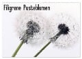 Filigrane Pusteblumen / Geburtstagskalender (Wandkalender 2024 DIN A2 quer), CALVENDO Monatskalender - SchnelleWelten SchnelleWelten