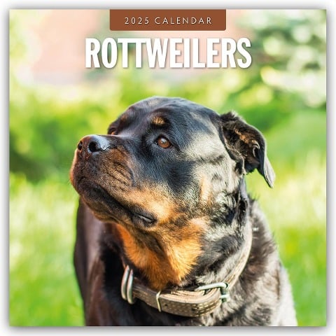 Rottweilers - Rottweiler 2025 - 16-Monatskalender - 