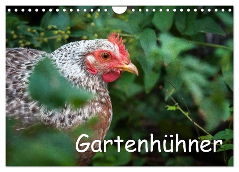 Gartenhühner (Wandkalender 2024 DIN A4 quer), CALVENDO Monatskalender - Britta Ohm