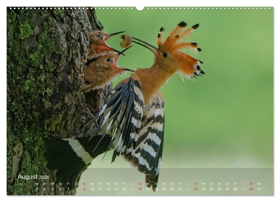 InsideView 12