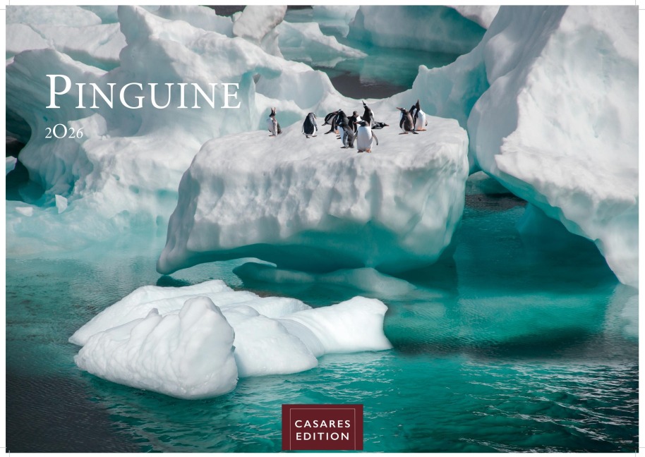 Pinguine Kalender 2026 - Wandkalender | Fotokalender Tierkalender 24x35cm | . mit niedlichen Pinguin-Motiven im antarktischen Lebensraum. - 