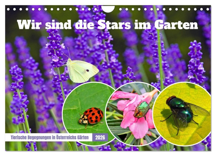 Wir sind die Stars im Garten (Wandkalender 2026 DIN A4 quer), CALVENDO Monatskalender - Christa Kramer