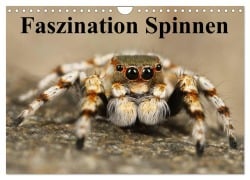 Faszination Spinnen (Wandkalender 2026 DIN A4 quer), CALVENDO Monatskalender - Elisabeth Stanzer