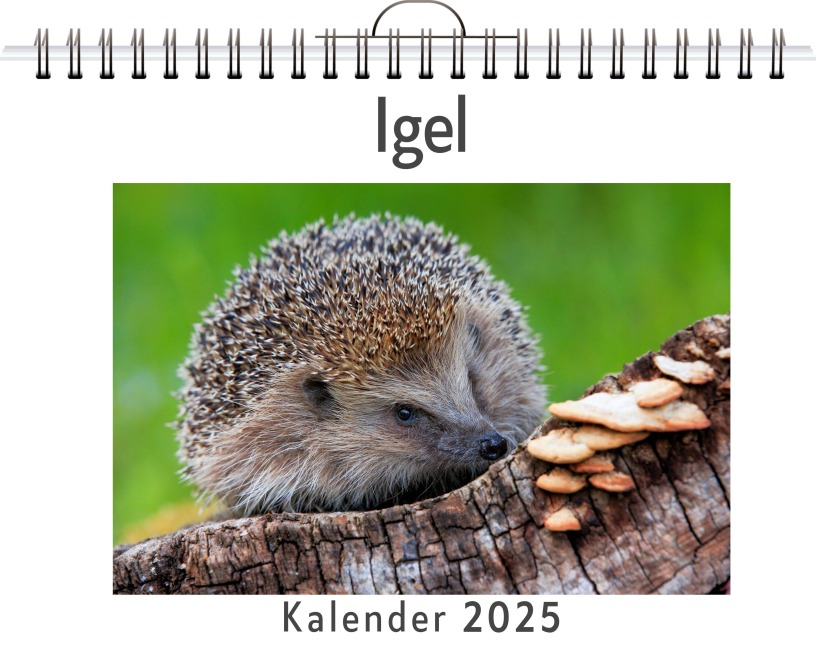 Igel - Nora Lange