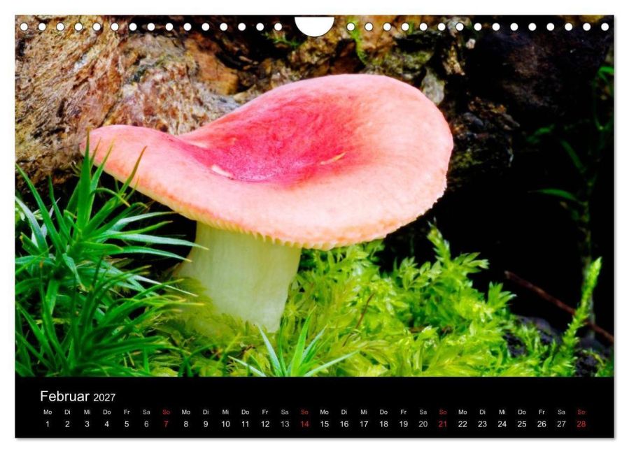 InsideView 7