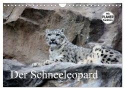 Cover-Bild zum Titel 'Der Schneeleopard (Wandkalender 2026 DIN A4 quer), CALVENDO Monatskalender' von 'Arno Klatt'