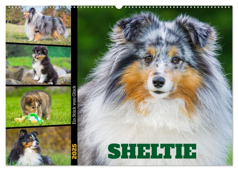 Sheltie - Ein Stück vom Glück (Wandkalender 2025 DIN A2 quer), CALVENDO Monatskalender - Sigrid Starick