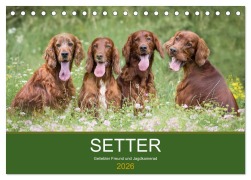 Cover-Bild zum Titel 'Setter - Geliebter Freund und Jagdkamerad (Tischkalender 2026 DIN A5 quer), CALVENDO Monatskalender' von 'Andrea Mayer Tierfotografie'