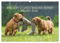 IRISH SOFT COATED WHEATEN TERRIER WELPEN 2026 (Wandkalender 2026 DIN A2 quer), CALVENDO Monatskalender - Annett Mirsberger