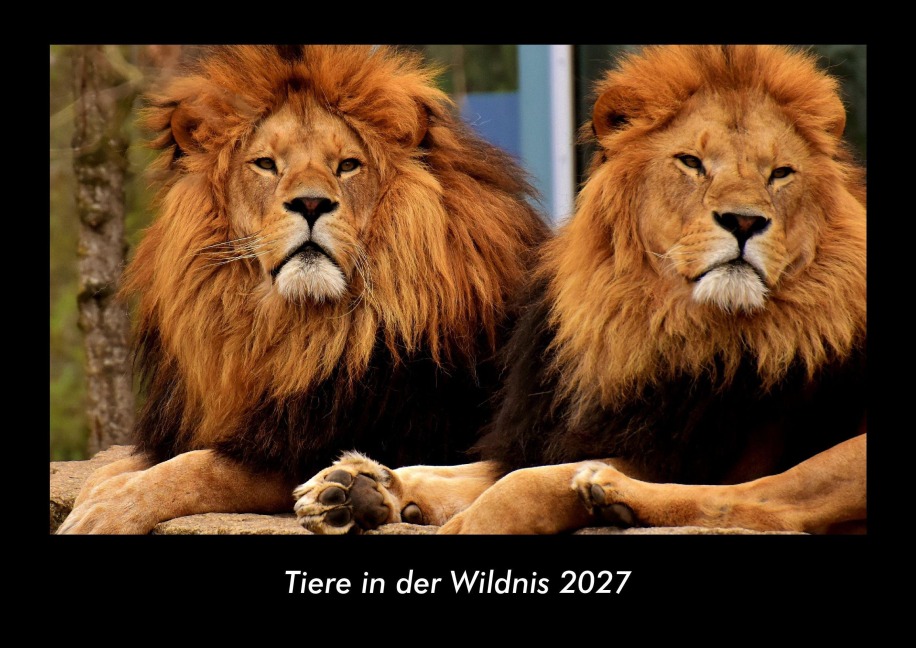 Tiere in der Wildnis 2027 Fotokalender DIN A3 - Tobias Becker