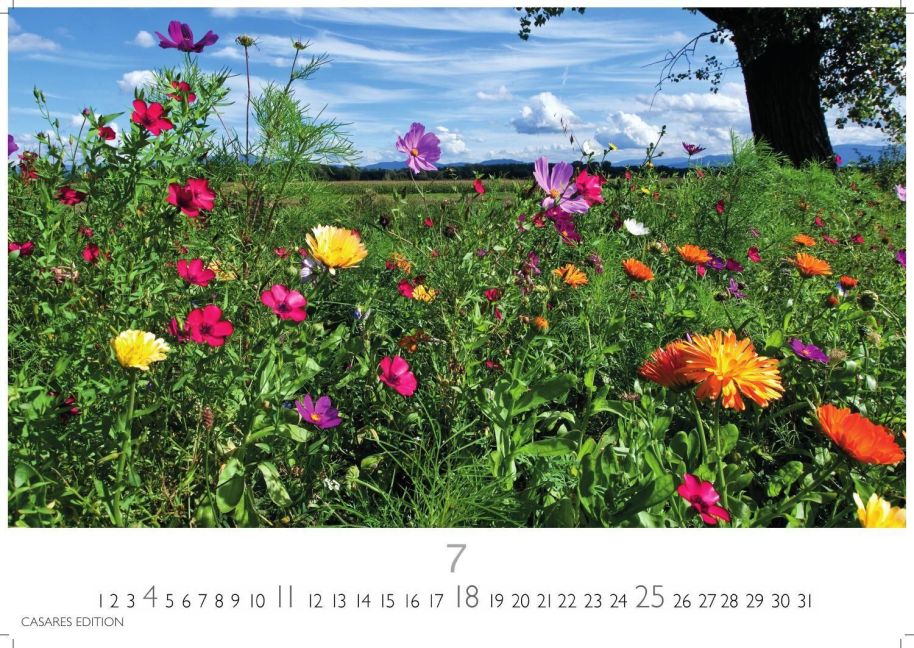 InsideView 7