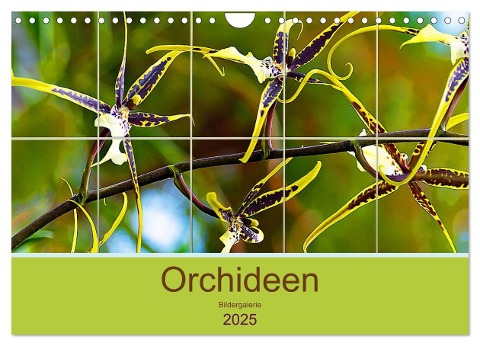 Orchideen Bildergalerie (Wandkalender 2025 DIN A4 quer), CALVENDO Monatskalender - Nina Schwarze
