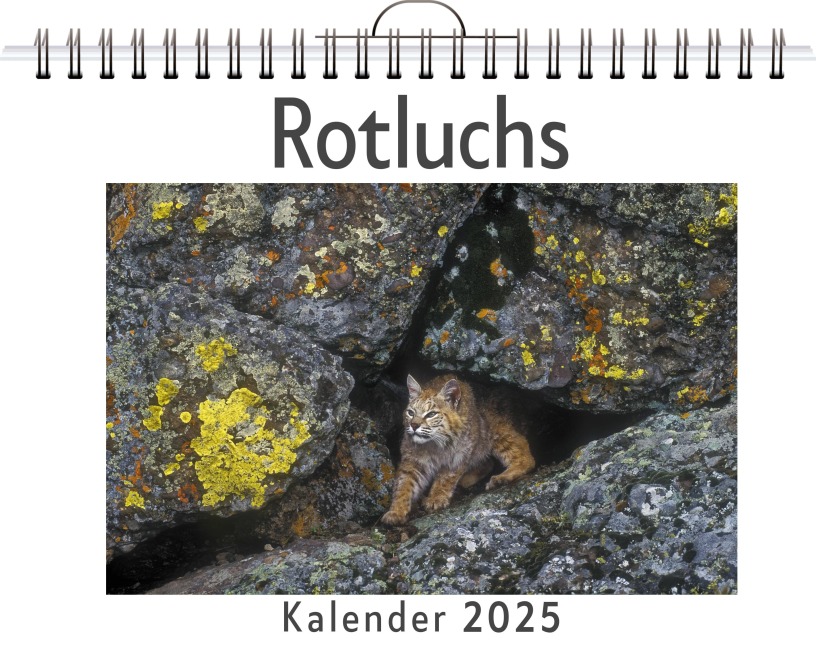 Rotluchs - Paul Hofmann