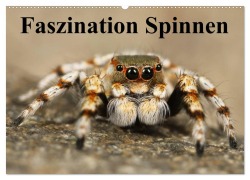 Cover-Bild zum Titel 'Faszination Spinnen (Wandkalender 2026 DIN A2 quer), CALVENDO Monatskalender' von 'Elisabeth Stanzer'