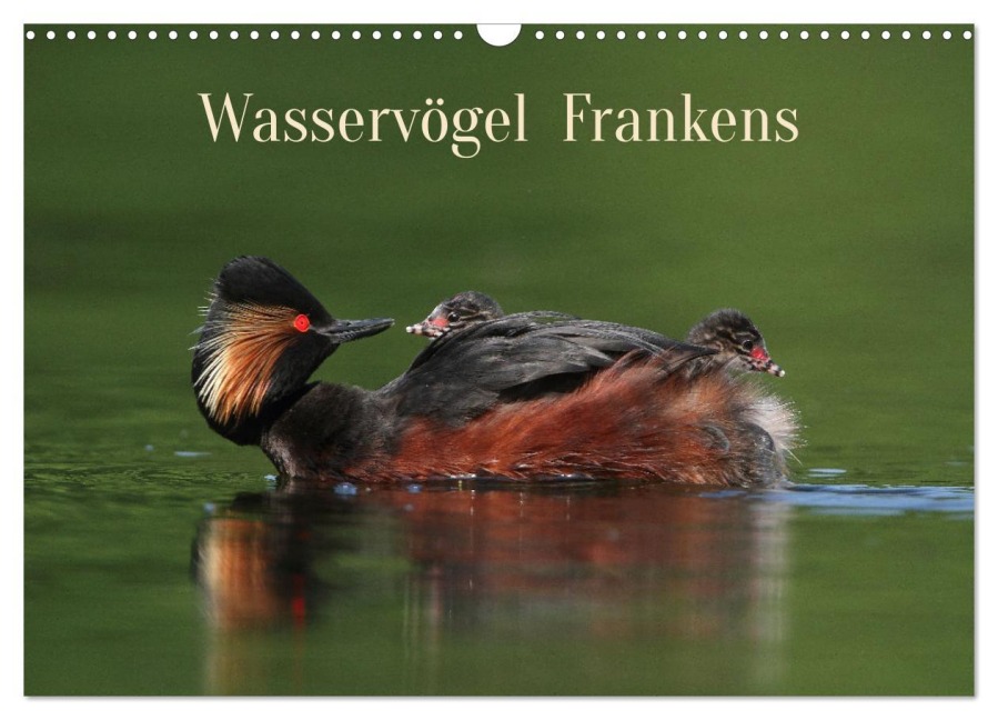 Wasservögel Frankens (Wandkalender 2025 DIN A3 quer), CALVENDO Monatskalender - Günter Bachmeier