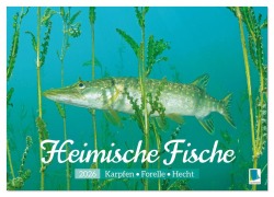 Cover-Bild zum Titel 'Heimische Fische: Karpfen, Forelle, Hecht (Wandkalender 2026 DIN A3 quer), CALVENDO Monatskalender' von 'Calvendo Calvendo'