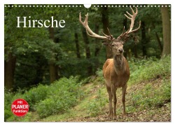 Cover-Bild zum Titel 'Hirsche (Wandkalender 2026 DIN A3 quer), CALVENDO Monatskalender' von 'Arno Klatt'
