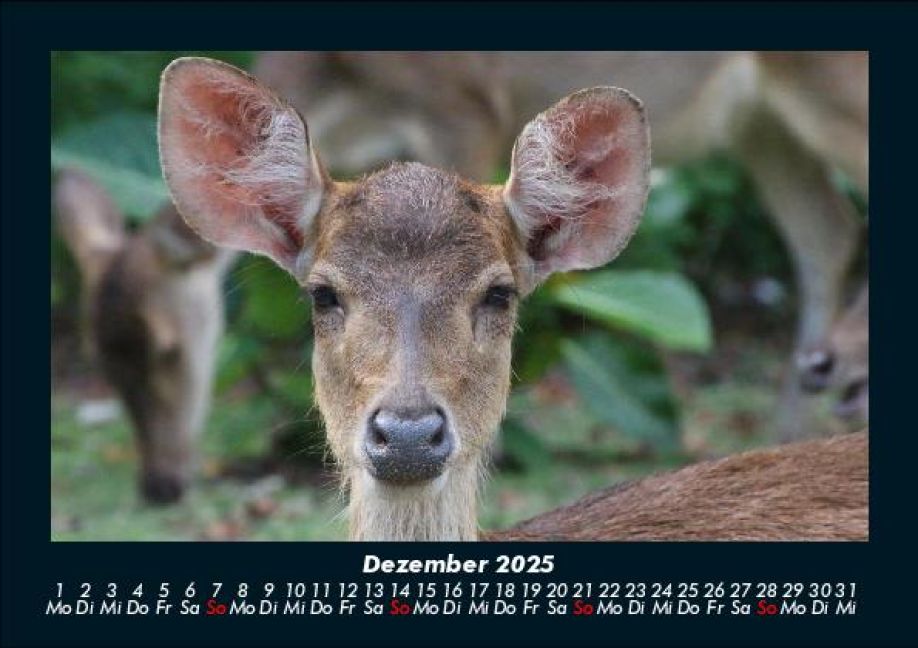 InsideView 4
