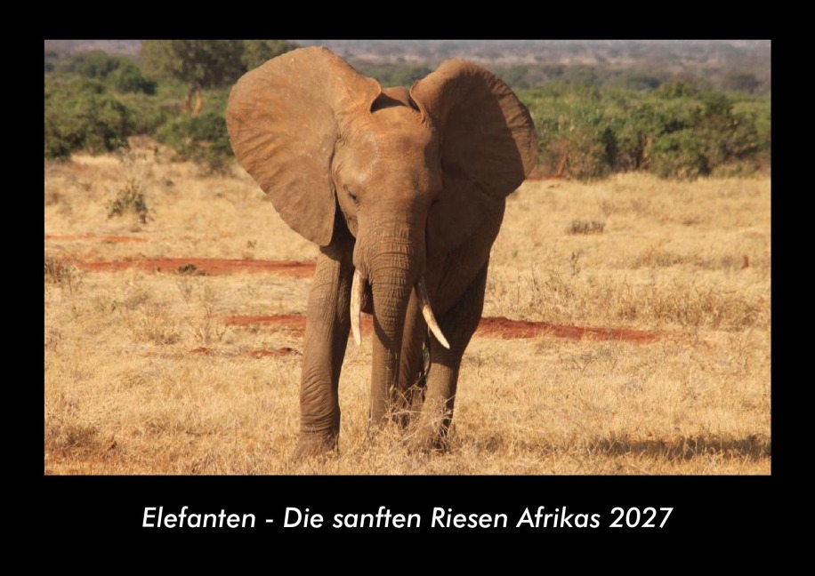 Elefanten - Die sanften Riesen Afrikas 2027 Fotokalender DIN A3 - Tobias Becker
