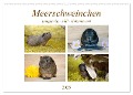 MEERSCHWEINCHEN neugierig - süß - liebenswert (Wandkalender 2025 DIN A2 quer), CALVENDO Monatskalender - Petra Fischer