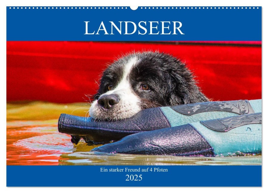 Landseer - Ein starker Freund auf 4 Pfoten (Wandkalender 2025 DIN A2 quer), CALVENDO Monatskalender - Sigrid Starick