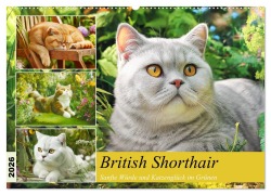 Cover-Bild zum Titel 'British Shorthair. Sanfte Würde und Katzenglück im Grünen (Wandkalender 2026 DIN A2 quer), CALVENDO Monatskalender' von 'Rose Hurley'